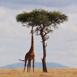 Giraffen in Australien – Wild und faszinierend oder nur im Zoo?