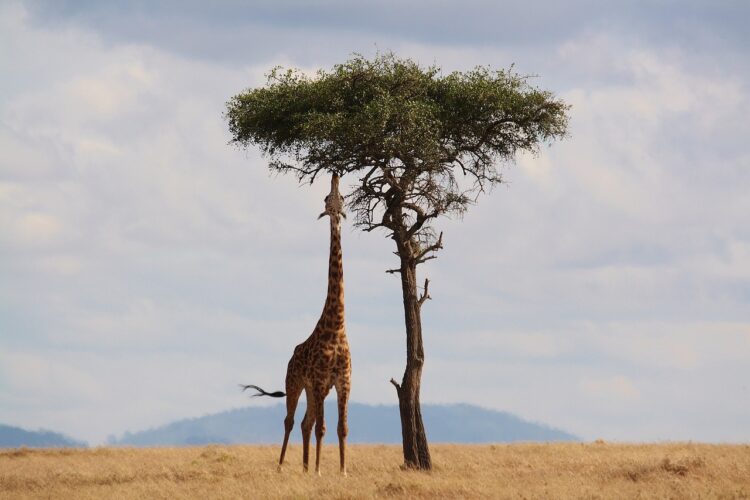 Giraffen in Australien – Wild und faszinierend oder nur im Zoo?